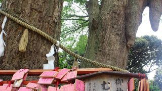 幹が二つで、根が一つになった