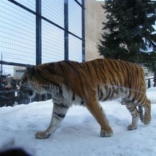 虎も、ぐーたらしてません！