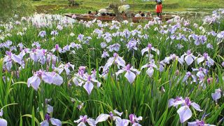 毎年６月の風物詩！