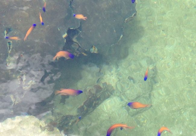 熱帯魚の家 クチコミ アクセス 営業時間 久米島 フォートラベル 熱帯魚の家 クチコミ アクセス 営業時間 久米島 フォートラベル