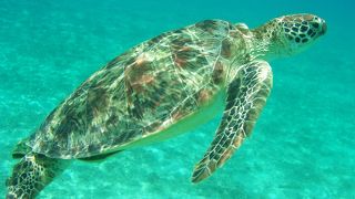 ウミガメに会えます