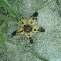 目の前の海にいたヒトデ。