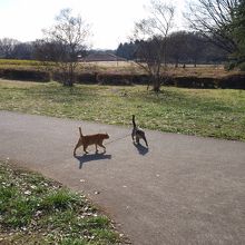 戯れる？ノラネコ