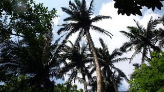 ジャングルのような場所。