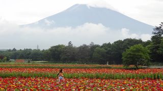 花畑が美しい！