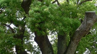 寝屋川市八坂神社（やさか）神社のくすのき