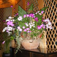 暖かい国のお花＾＾