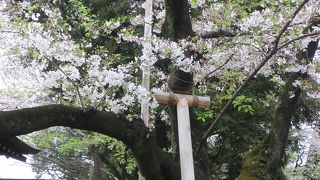 桜がお見事。開花宣言の基準はココです。