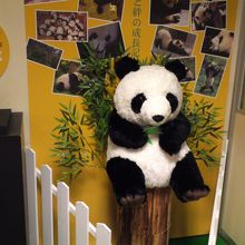 タイトルは忘れましたが、パンダ映画の展示です