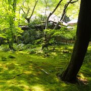 苔がすごーく綺麗