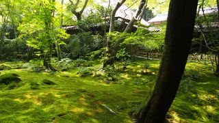 苔がすごーく綺麗
