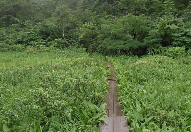 田苗代湿原 クチコミ アクセス 営業時間 八峰 藤里 フォートラベル 田苗代湿原 クチコミ アクセス 営業時間 八峰 藤里 フォートラベル