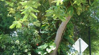 沢山の猫がいる！