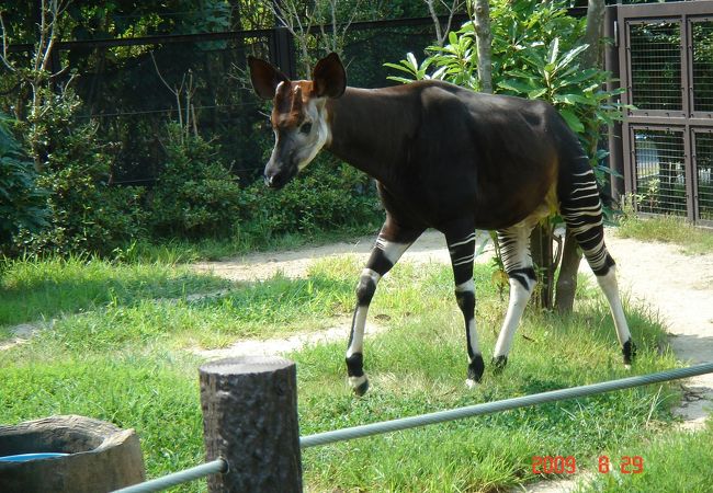 動物園 ズーラシア