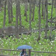 ミズバショウの花が