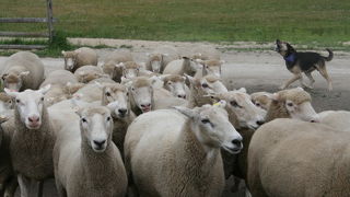 動物好きなら楽しいです。