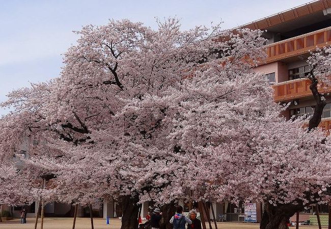 真鍋の桜 真鍋小学校 クチコミ アクセス 営業時間 土浦 フォートラベル