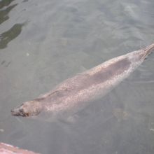 エサはお魚が数匹入って３００円〜。我が家の魚より高級！？