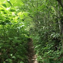 登山道入口はこんな感じ。お花畑のイメージにはほど遠く。。。