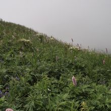 展望台付近でもトラノオならそれなりに見られます