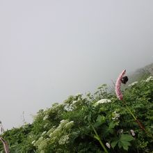 トラノオの蜜を吸うマルハナバチ