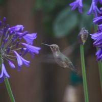 部屋の窓の外にはハチドリが