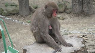 子ザルが可愛い