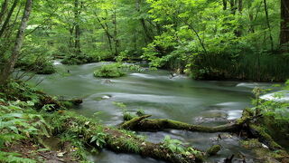 奥入瀬渓流: 行くなら緑の多い季節。GWは木々はまだ裸。