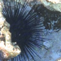 ニッコーホテル真後ろにある海でシュノーケル中見つけたウニ