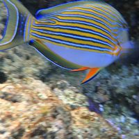 シュノーケル中見つけた魚