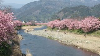 ３月が見ごろの桜