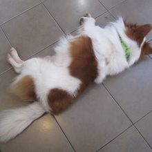 ワンちゃん、お休み中です