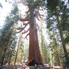 園内一の巨木グリズリージャイアント