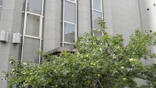 リンゴの実がなっていた♪