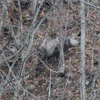 運がいいと、野生のカモシカが見れるかも