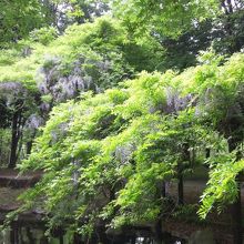 藤の花がきれいに咲いていました。