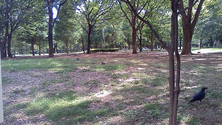 蝉とカラスが、、