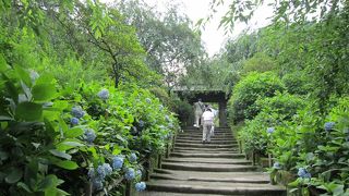 あじさいきれいでした。