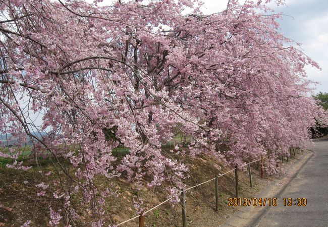 しだれ桜に期待して行きました。