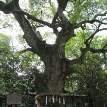 大楠（おおくす）樹齢は約千年