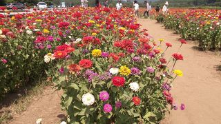 ヒャクニチソウの壮観さ！