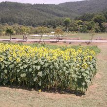 全部、太陽に顔を向けている