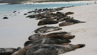 真白く美しい砂浜、そしてアシカ