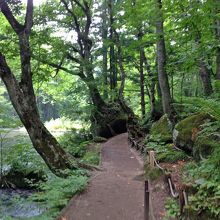 遊歩道を歩きます