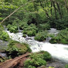 典型的な奥入瀬渓流ですね