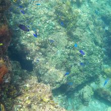 がんばって撮りました。