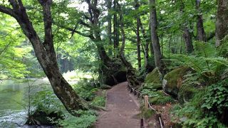 奥入瀬をさりげなく歩く