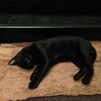 入口に黒猫が住みついている。人に慣れていてかわいい。