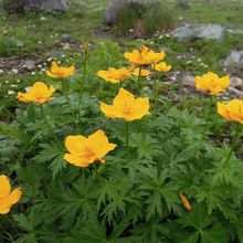 高山植物がかわいらしい。