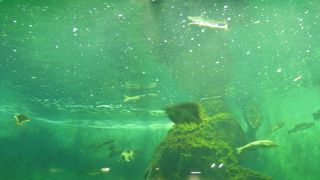 思ったよりも見ごたえあり